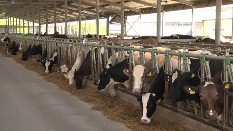 Dairy cows on a farm with free range Stock Footage 149109226