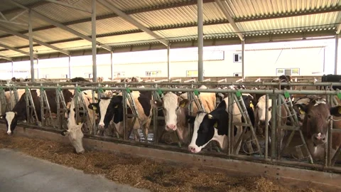 Dairy cows on a farm with free range Stock Footage 149109229