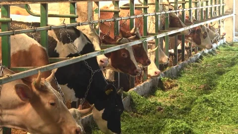 Dairy cows on a farm with free range Stock Footage 149109232