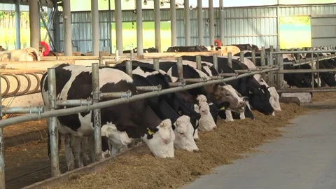 Dairy cows on a farm with free range Stock Footage 149109233