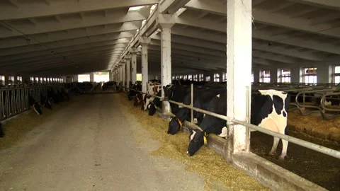 Dairy cows on a farm with free range Stock Footage 149109252