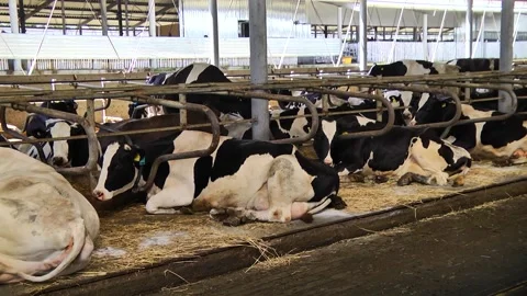 Dairy cows on a farm with free range Stock Footage 149109254