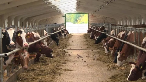 Dairy cows on a farm with free range Stock Footage 149109255