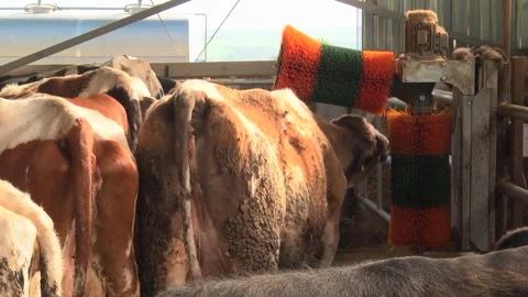 Dairy cows on a farm with free range Stock Footage 149109256