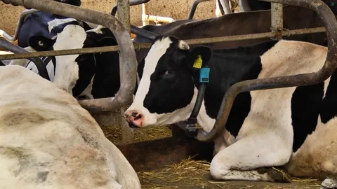 Dairy cows on a farm with free range Stock Footage 149109259