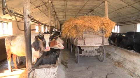 Dairy cows on a farm with free range Stock Footage 149109260