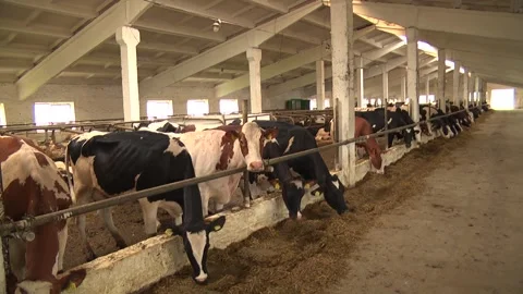 Dairy cows on a farm with free range Stock Footage 149109273