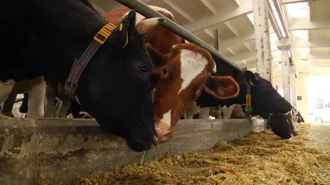 Dairy cows on a farm with free range Stock Footage 149109275