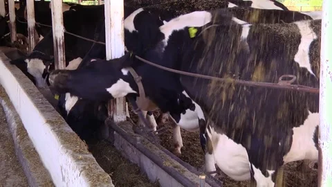 Dairy cows on a farm with free range Stock-Footage 149109278