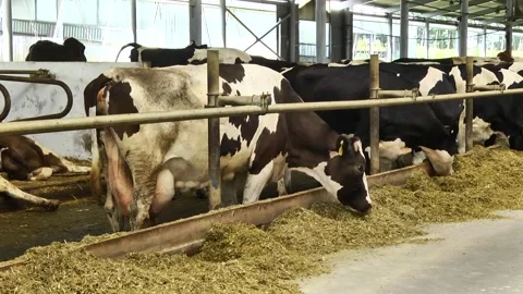 Dairy cows on a farm with free range Stock-Footage 149109279