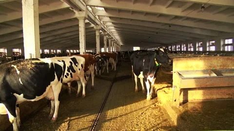 Dairy cows on a farm with free range Stock Footage 149109282