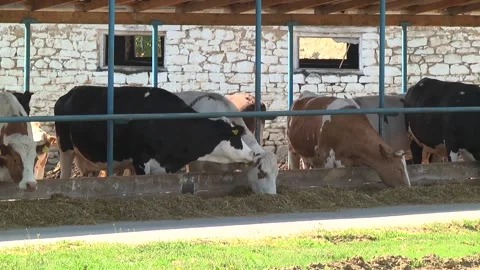 Dairy cows on a farm with free range Stock Footage 149109286