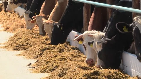 Dairy cows on a farm with free range Stock Footage 149109291