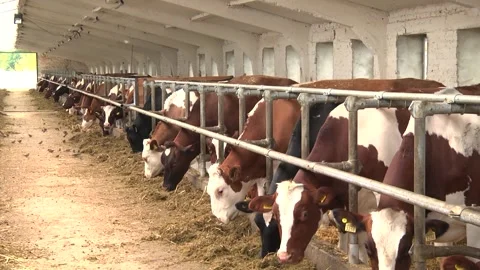 Dairy cows on a farm with free range Stock Footage 149109298