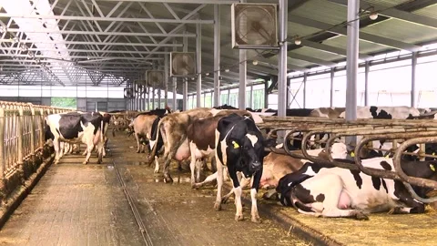 Dairy cows on a farm with free range Stock Footage 149109304