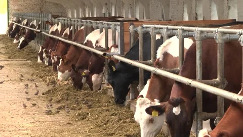 Dairy cows on a farm with free range Stock Footage 149109305