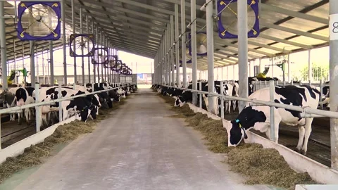 Dairy cows on a farm with free range Stock Footage 149109312