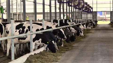 Dairy cows on a farm with free range Stock Footage 149109321
