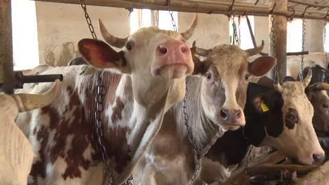 Dairy cows on a farm with free range Stock Footage 149109323