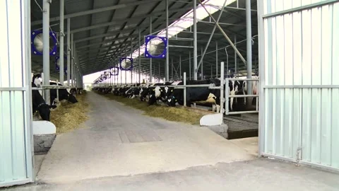 Dairy cows on a farm with free range Stock Footage 149109325