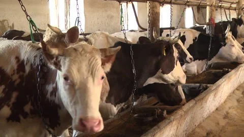 Dairy cows on a farm with free range Stock Footage 149109328