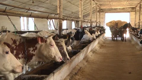 Dairy cows on a farm with free range Stock Footage 149109334