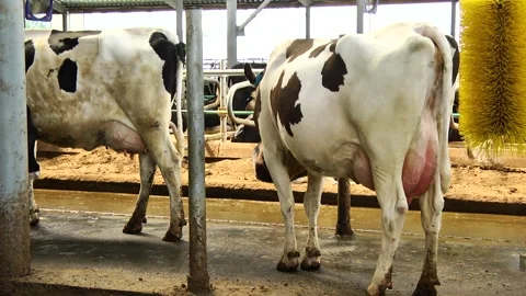 Dairy cows on a farm with free range Stock Footage 149109344