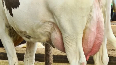 Dairy cows on a farm with free range Stock Footage 149109348