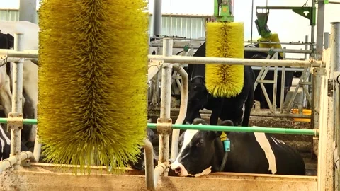 Dairy cows on a farm with free range Stock Footage 149109349