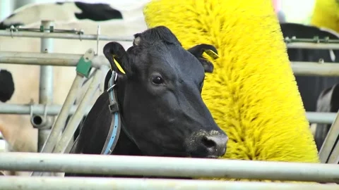 Dairy cows on a farm with free range Stock Footage 149109354