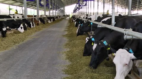 Dairy cows on a farm with free range Stock Footage 149109369