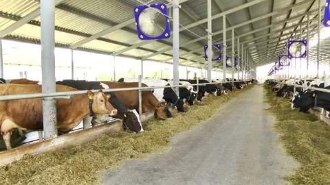 Dairy cows on a farm with free range Stock Footage 149109375