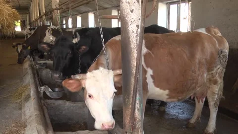 Dairy cows on a farm with free range Stock Footage 149109376