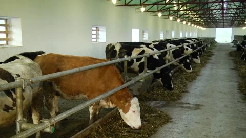 Dairy cows on a farm with free range Stock Footage 149109383