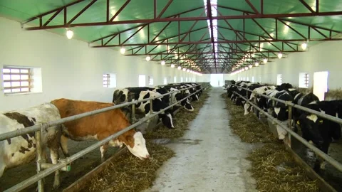Dairy cows on a farm with free range Stock Footage 149109385