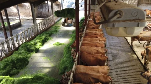 Dairy Cows Feeding in Barn Stock Footage 307211727
