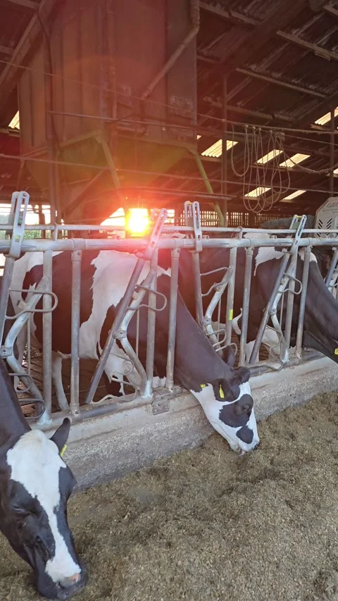 Dairy cows feeding in barn on modern livestock farm 스톡 동영상 330109575