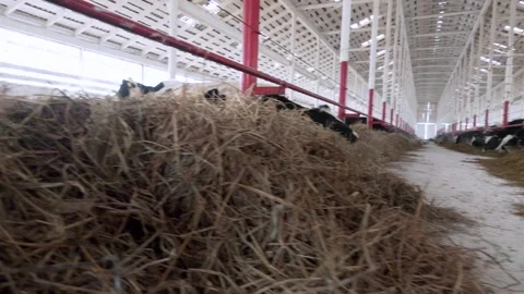 Dairy cows feeding on fodder standing in a row of stables in cattle farm barn Video stock 306397812