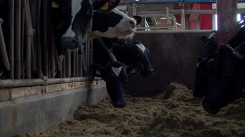 Dairy cows feeding Stock Footage 148782699