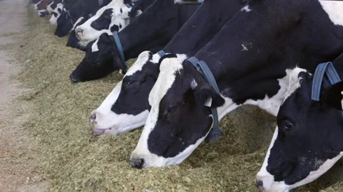 Dairy cows feeding on hay on a cattle farm with automatic system. Agriculture. Stock Footage 147940695