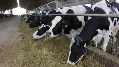 Dairy cows feeding on hay on a cattle farm with automatic system. Concept of agr Stock Footage 147940705
