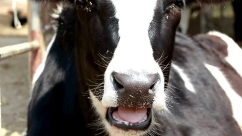 Dairy cows feeding on hay on a cattle farm with automatic system. Concept of Video stock 334655098