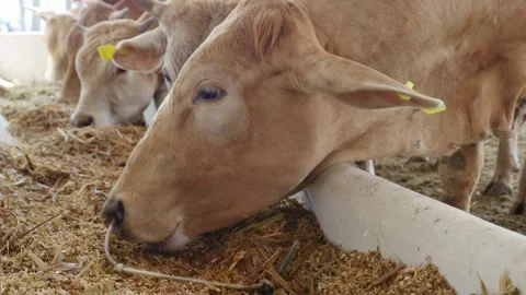 Dairy cows feeding on hay on a cattle farm with automatic system. Concept of Vídeos de archivo 334655552
