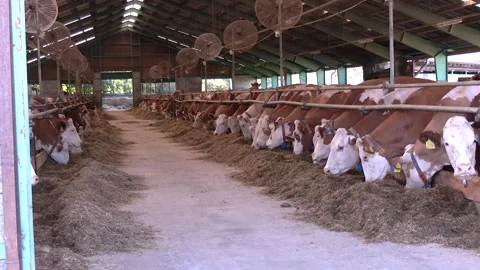 Dairy Cows Feeding Inside Modern Cattle Barn Video stock 344647140