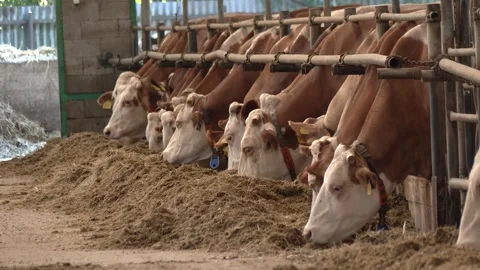 Dairy Cows Feeding in Row Inside Cattle Barn Stock Footage 344648743