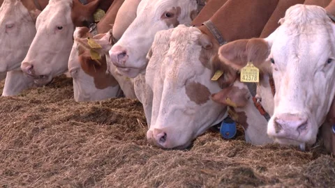 Dairy Cows Feeding Together Inside Cattle Barn Stock-Footage 344647379