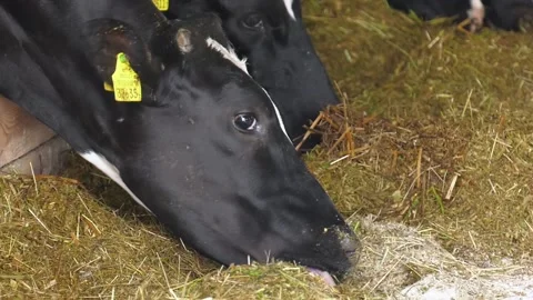 Dairy cows in a feedlot called “compost barn”. Stock Footage 229159591