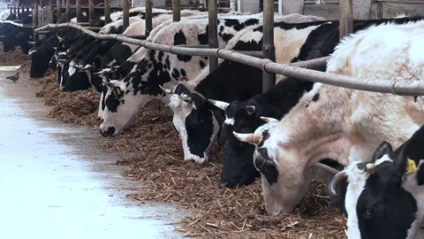 Dairy cows in a feedlot called “compost barn” Stock Footage 249923581