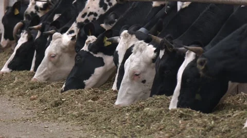Dairy cows in a feedlot called “compost barn”. Vídeos de archivo 259504320