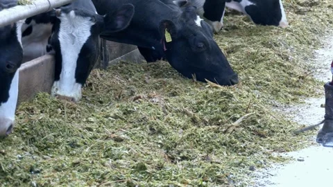 Dairy cows in a feedlot called “compost barn”. Stock Footage 279210624